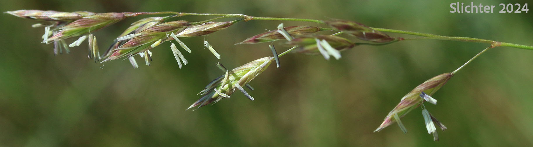 Green Fescue, Green-leaf Fescue, Mountain Bunchgrass: Festuca viridula (Synonym: Festuca howellii)
