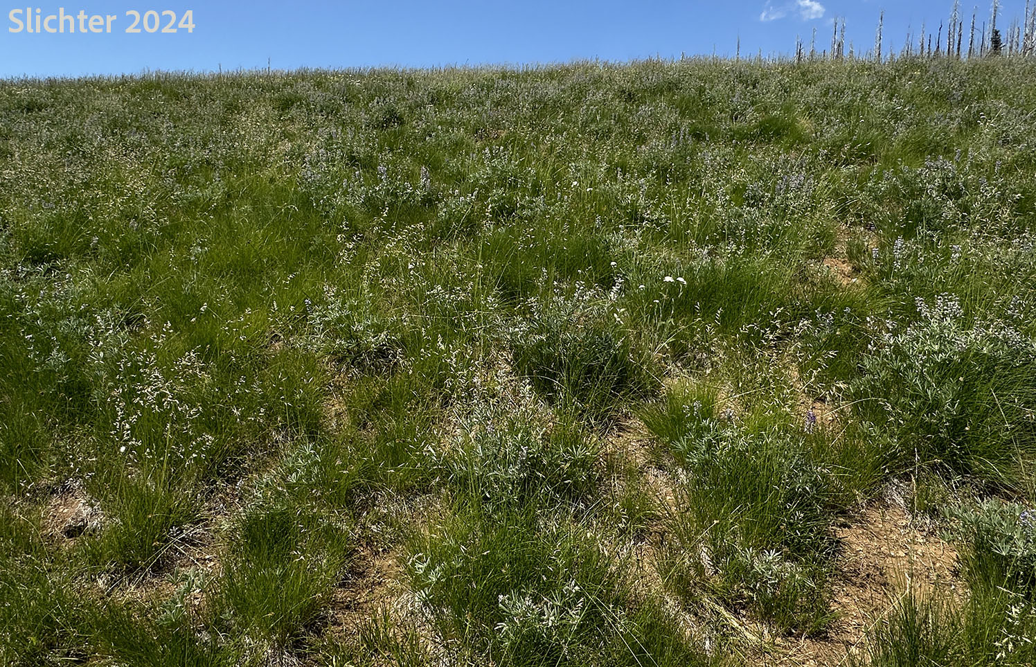 Habitat of Green Fescue, Green-leaf Fescue, Mountain Bunchgrass: Festuca viridula (Synonym: Festuca howellii)