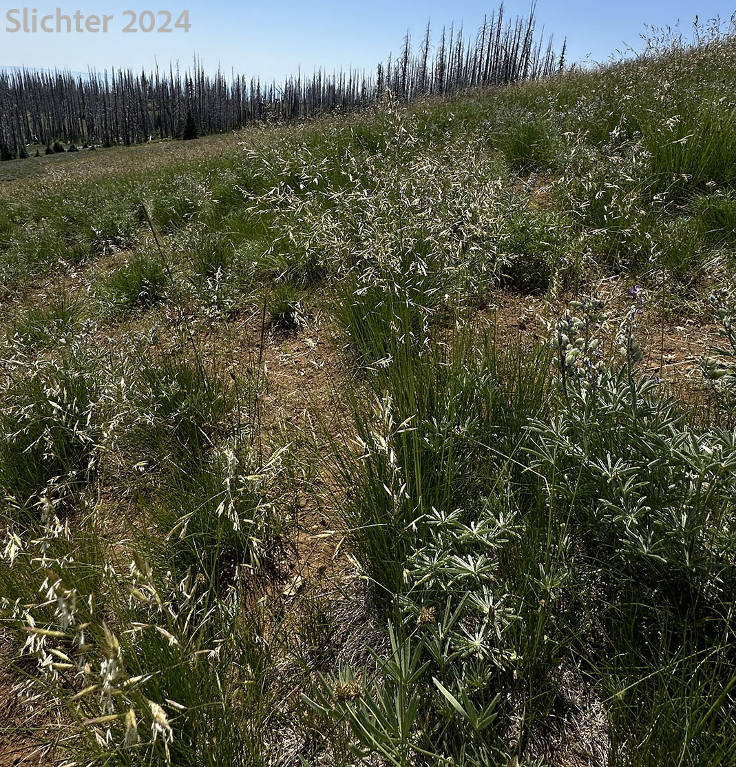 Habitat of Green Fescue, Green-leaf Fescue, Mountain Bunchgrass: Festuca viridula (Synonym: Festuca howellii)