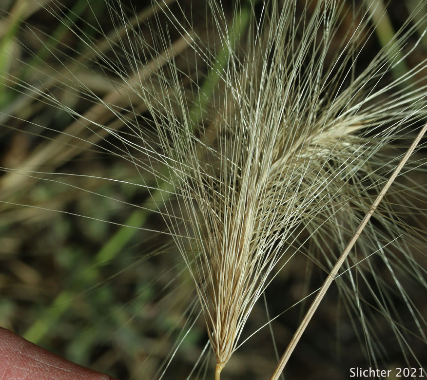 Inflorescence of Foxtail Barley, Squirreltail Barley: Hordeum jubatum ssp. jubatum (Synonym: Hordeum jubatum var. jubatum)