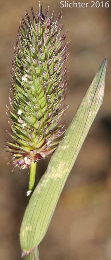 Alpine Timothy, Mountain Timothy: Phleum alpinum (Synonyms: Phleum alpinum var. commutatum, Phleum alpinum ssp. alpinum, Phleum commutatum, Phleum commutatum var. americanum)