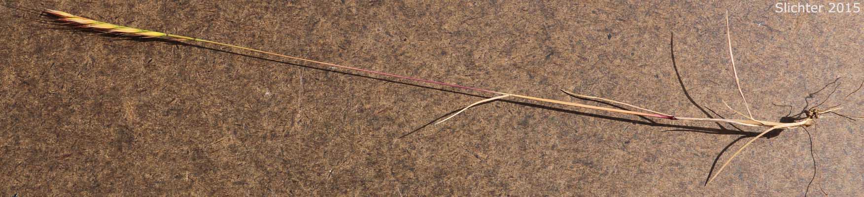Barren Fescue, Brome Fescue, Brome Six-weeks Grass: Vulpia bromoides (Synonyms: Bromus dertonensis, Festuca bromoides, Festuca dertnoensis, Vulpia dertonensis)