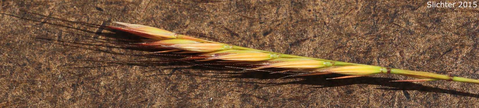 Barren Fescue, Brome Fescue, Brome Six-weeks Grass: Vulpia bromoides (Synonyms: Bromus dertonensis, Festuca bromoides, Festuca dertnoensis, Vulpia dertonensis)