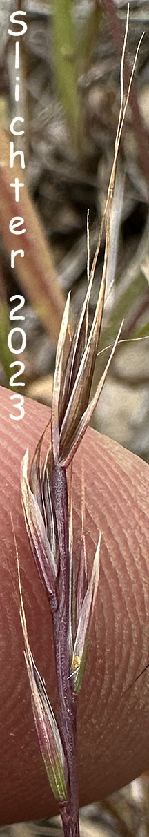 Desert Fescue, Small Fescue: Vulpia microstachys (Synonyms: Festuca arida, Festuca confusa, Festuca eastwoodae, Festuca grayii, Festuca microstachys, Festuca pacifica, Festuca reflexa, Vulpia microstachys var. ciliata, Vulpia microstachys var. confusa, Vulpia microstachys var. microstachys, Vulpia microstachys var. pauciflora, Vulpia pacifica)