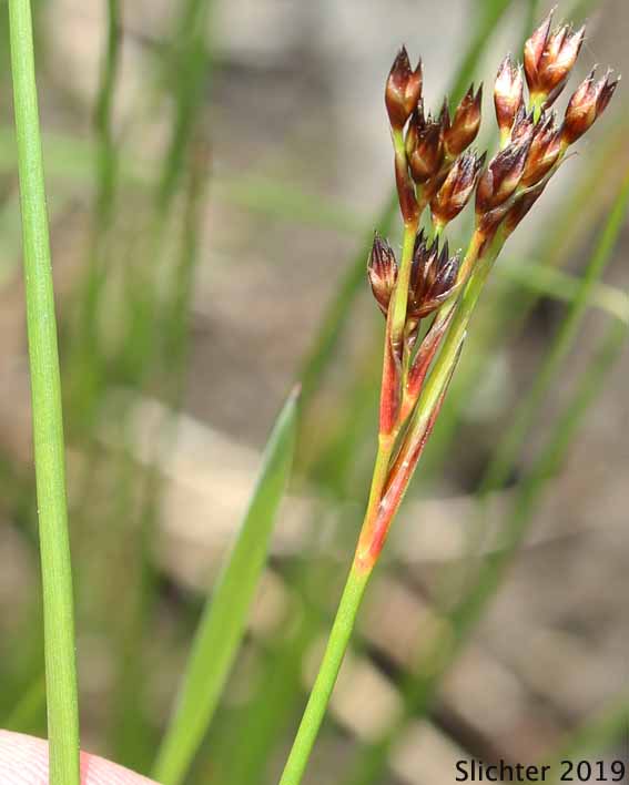 Inflorescence of Arctic Rush, Baltic Rush, Dark Baltic Rush, Mountain Rush: Juncus balticus ssp. ater (Synonyms: Juncus arcticus, Juncus arcticus ssp. ater, Juncus arcticus ssp. balticus, Juncus arcticus var. balticus, Juncus arcticus ssp. littoralis, Juncus arcticus var. littoralis, Juncus arcticus var. montanus, Juncus ater, Juncus balticus, Juncus balticus ssp. balticus, Juncus articus var. balticus, Juncus balticus var. balticus, Juncus balticus ssp. cascadensis, Juncus balticus ssp. littoralis, Juncus balticus var. littoralis, Juncus balticus var. melanogenus, Juncus balticus var. montanus, Juncus balticus ssp. occidentalis, Juncus balticus var. stenocarpus, Juncus balticus var. vallicola)