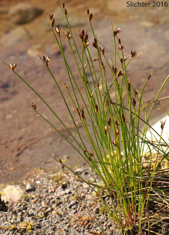 Drummond's Rush, Threeflower Rush: Juncus drummondii (Synonyms: Juncus compressus var. subtriflorus, Juncus drummondii var. drummondii, Juncus drummondii var. longifructus, Juncus drummondii var. subtriflorus)