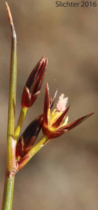 Drummond's Rush, Threeflower Rush: Juncus drummondii (Synonyms: Juncus compressus var. subtriflorus, Juncus drummondii var. drummondii, Juncus drummondii var. longifructus, Juncus drummondii var. subtriflorus)