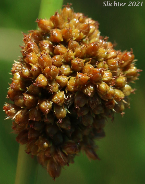 Pasture Rush, Soft Rush: Juncus effusus ssp. effusus (Synonyms: Juncus effusus var. compactus, Juncus effusus var. effusus, Juncus effusus var. subglomeratus)