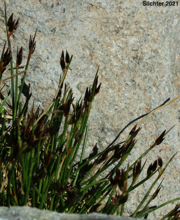 Parry's Rush: Juncus parryi (Synonyms: Juncus drummondii var. parryi, Juncus hallii)