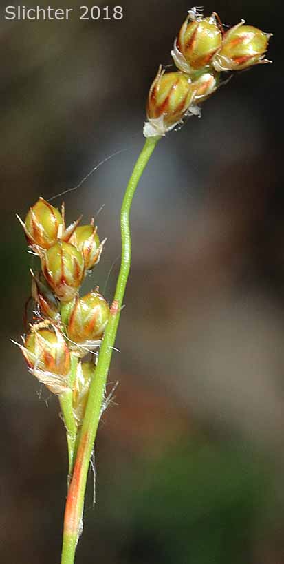 Pacific Woodrush: Luzula comosa var. laxa