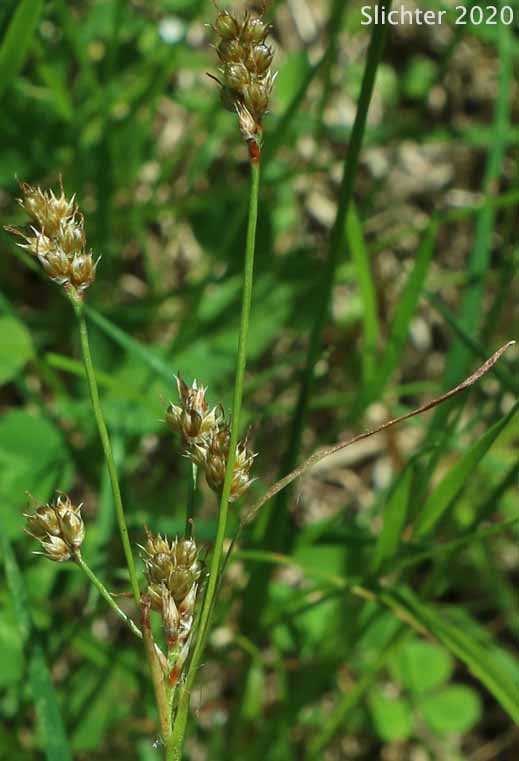 Pacific Woodrush: Luzula comosa var. laxa