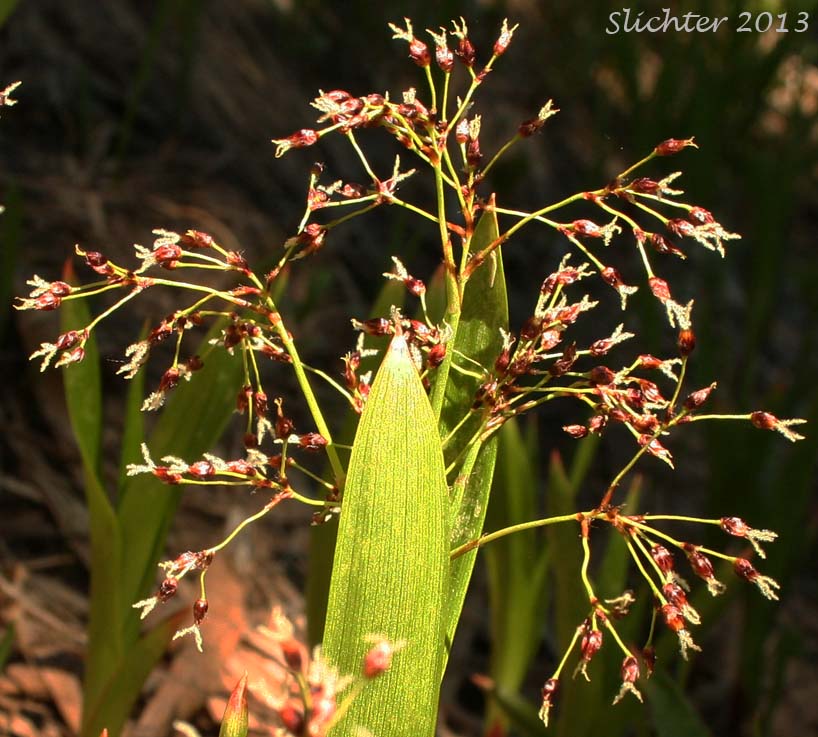 Inflroescence of Hitchcock's Woodrush, Hitchcock's Smooth Woodrush, Smooth Woodrush: Luzula hitchcockii (Synonyms: Luzula glabrata, Luzula glabrata var. hitchcockii)