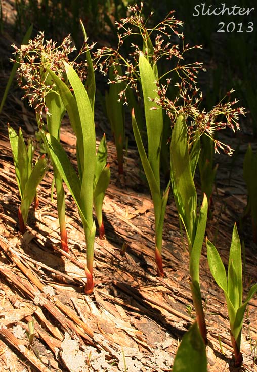 Hitchcock's Woodrush, Hitchcock's Smooth Woodrush, Smooth Woodrush: Luzula hitchcockii (Synonyms: Luzula glabrata, Luzula glabrata var. hitchcockii)