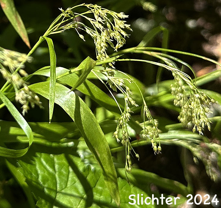 Smallflowered Woodrush, Small-flowered Woodrush: Luzula parviflora (Synonyms: Juncoides parviflorum, Juncus melanocarpus, Juncus parviflorus, Luzula divaricata, Luzula fastigiata, Luzula labradorica, Luzula melanocarpa, Luzula parviflora ssp. fastigiata, Luzula parviflora ssp. melanocarpa, Luzula parviflora ssp. melanocarpa, Luzula parviflora var. melanocarpa, Luzula parviflora ssp. parviflora, Luzula parviflora var. parviflora)