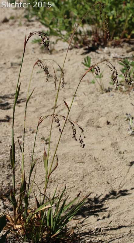 Piper's Woodrush: Luzula piperi (Synonyms: Juncoides piperi, Luzula wahlenbergii)