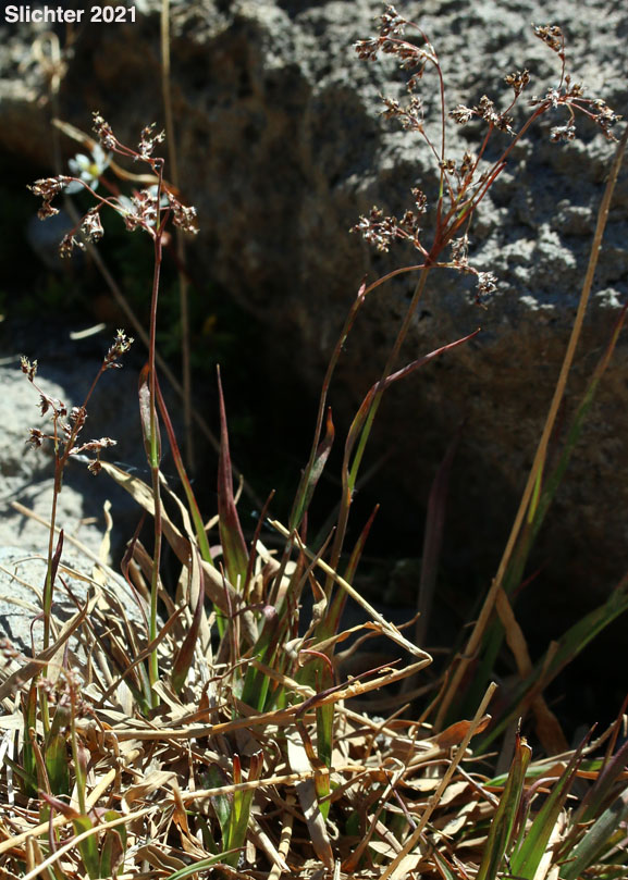 Piper's Woodrush: Luzula piperi (Synonyms: Juncoides piperi, Luzula wahlenbergii)