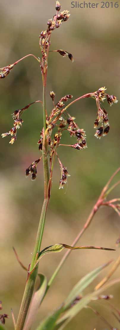 Piper's Woodrush: Luzula piperi (Synonyms: Juncoides piperi, Luzula wahlenbergii)
