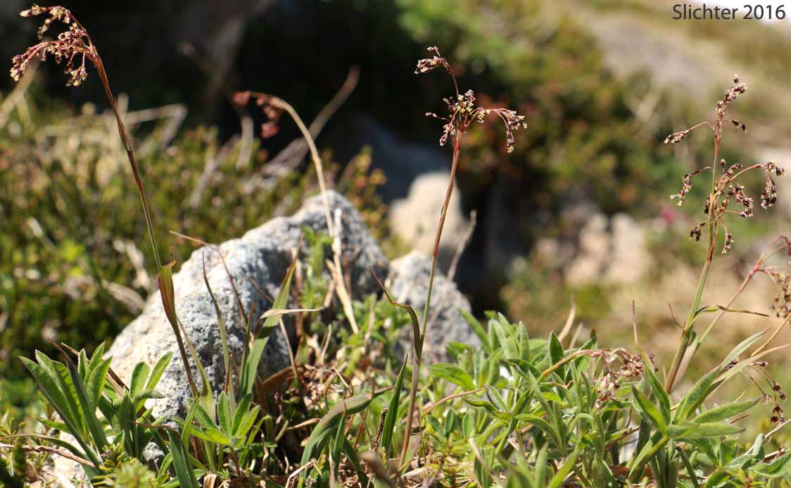 Piper's Woodrush: Luzula piperi (Synonyms: Juncoides piperi, Luzula wahlenbergii)