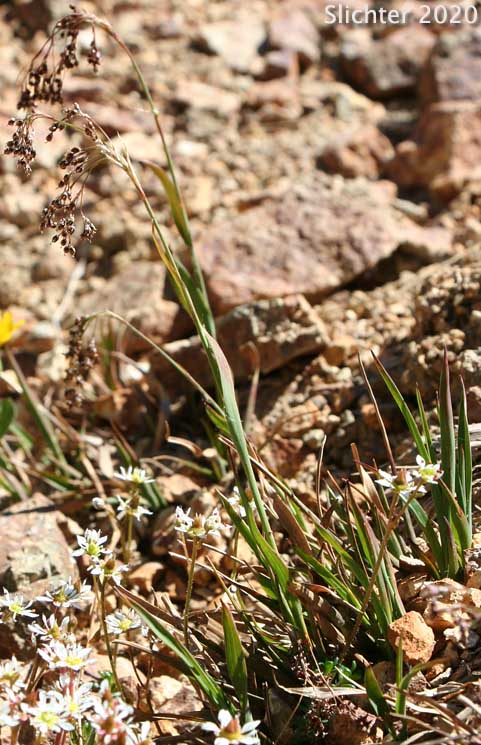 Piper's Woodrush: Luzula piperi (Synonyms: Juncoides piperi, Luzula wahlenbergii)