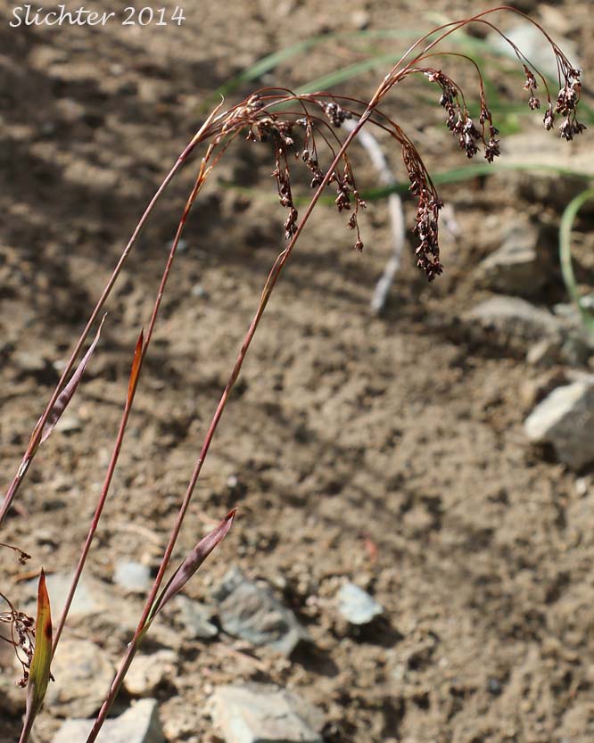 Arched inflorescence of Piper's Woodrush: Luzula piperi (Synonyms: Juncoides piperi, Luzula wahlenbergii)