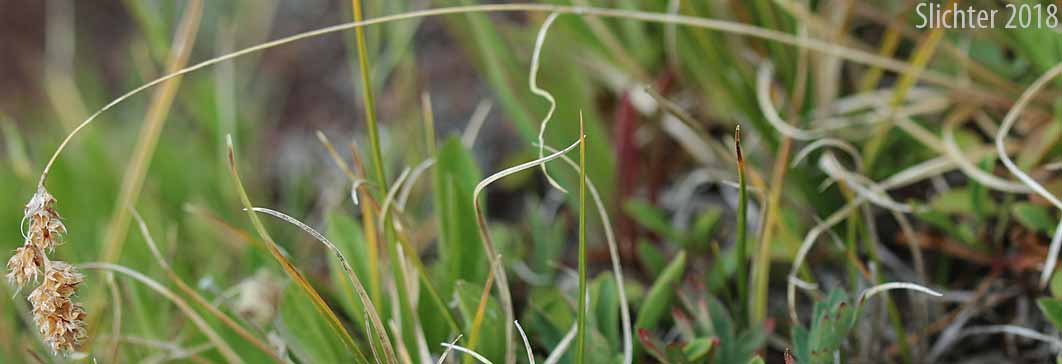 Spiked Woodrush: Luzula spicata ssp. spicata (Synonym: Juncus spicatus)
