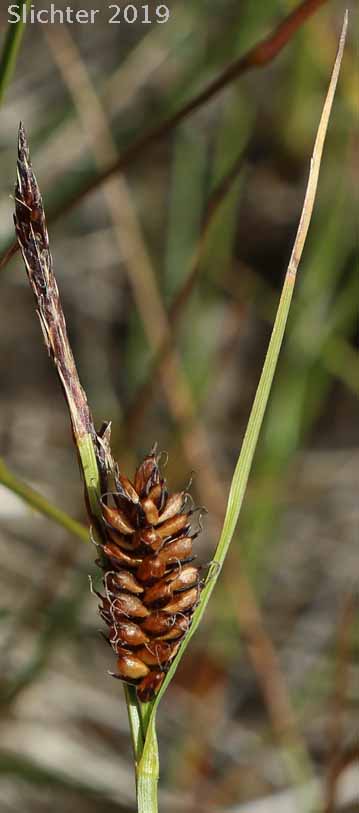 Columbia Sedge, Columbian Sedge: Carex aperta (Synonyms: Carex accedens, Carex acutina var. tenuior, Carex stylosa var. virens, Carex turgidula)