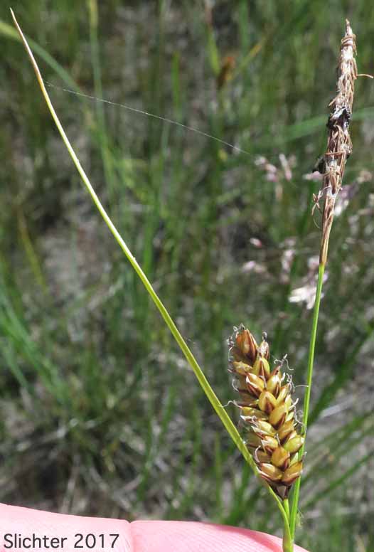Inflorescence of Columbia Sedge, Columbian Sedge: Carex aperta (Synonyms: Carex accedens, Carex acutina var. tenuior, Carex stylosa var. virens, Carex turgidula)
