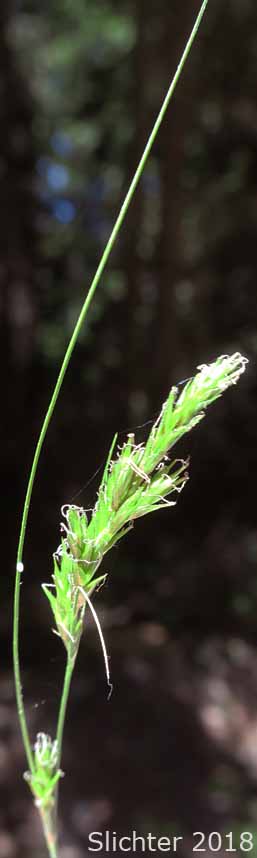Inflorescence of what appears to be Bolander's Sedge: Carex bolanderi (Synonyms: Carex bolanderi ssp. bolanderi, Carex deweyana, Carex deweyana var. bolanderi)