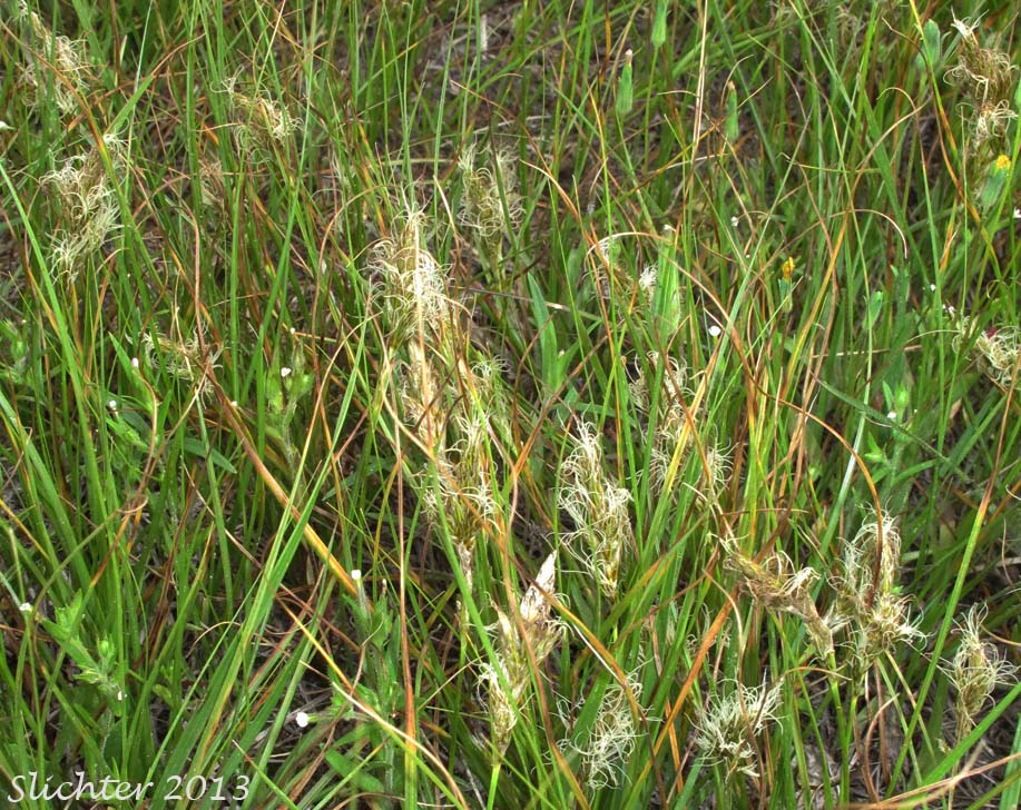 Douglas' Sedge: Carex douglasii