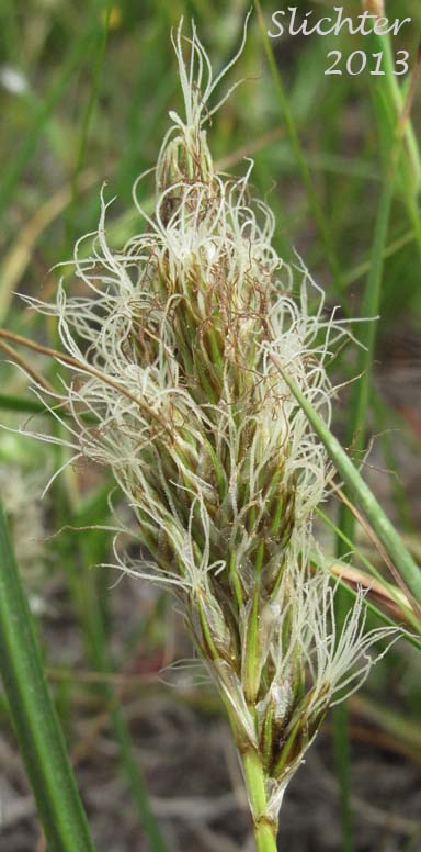 Douglas' Sedge: Carex douglasii