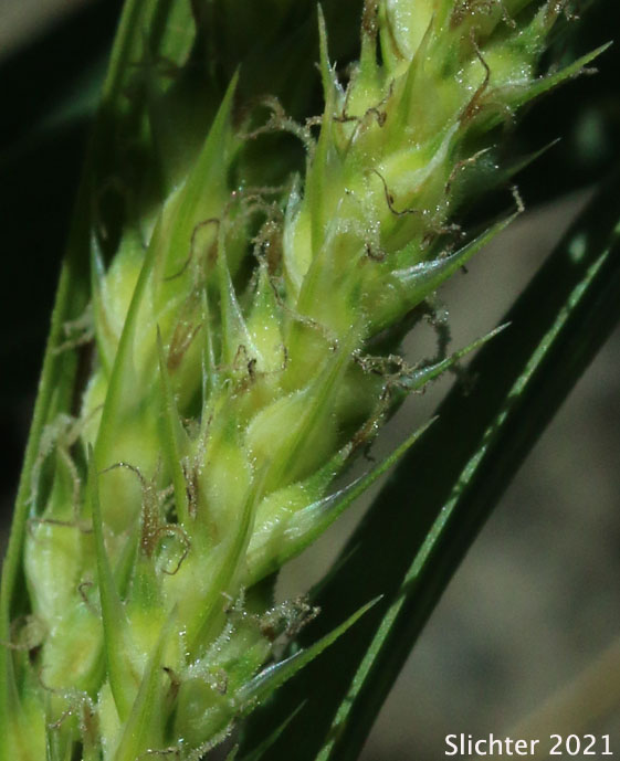 Hall's Sedge, Oregon Sedge: Carex halliana (Synonym: Carex oregonensis)