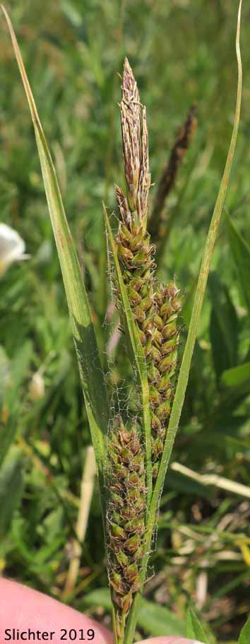Inflorescence of Hall's Sedge, Oregon Sedge: Carex halliana (Synonym: Carex oregonensis)