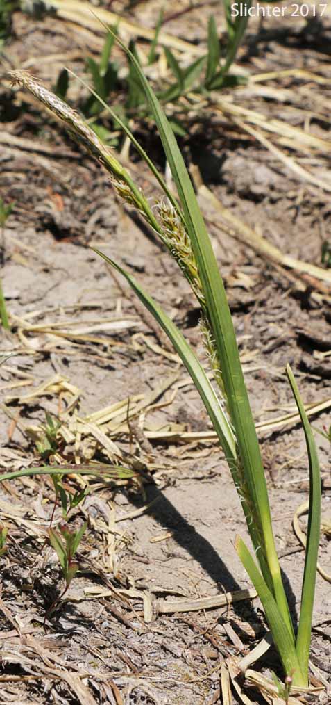 Hall's Sedge, Oregon Sedge: Carex halliana (Synonym: Carex oregonensis)