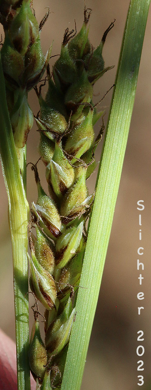 Inflorescence of Hall's Sedge, Oregon Sedge: Carex halliana (Synonym: Carex oregonensis)