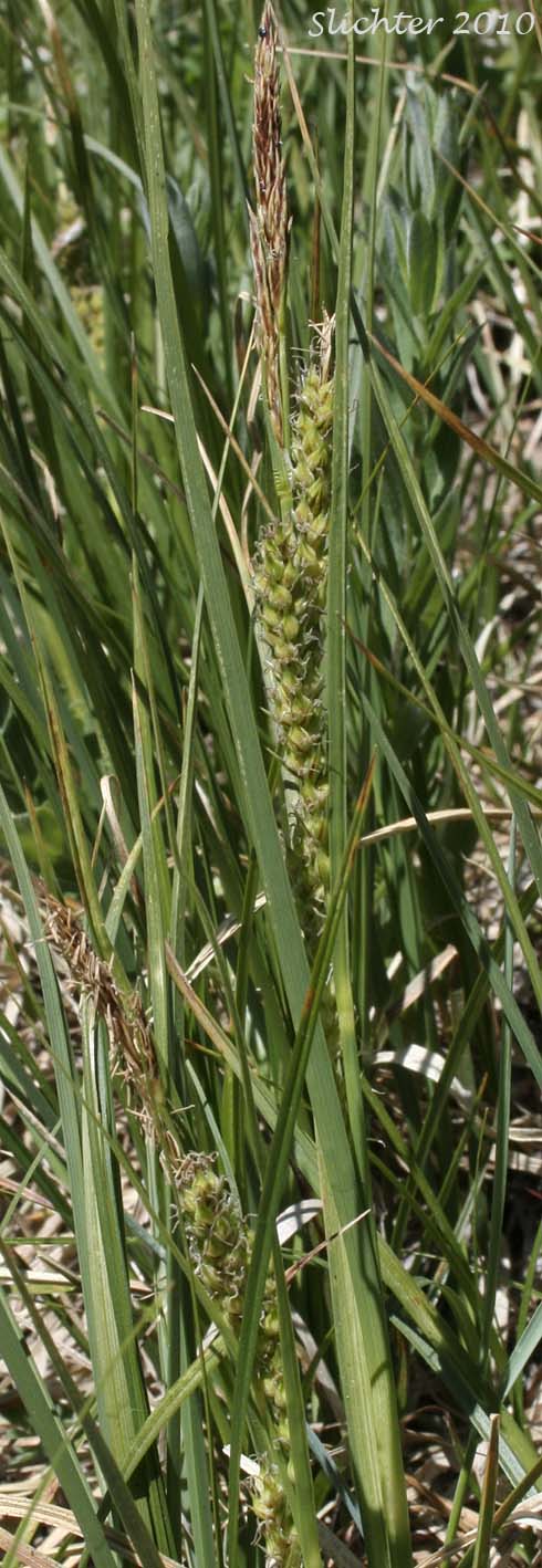 Inflorescence of Hall's Sedge, Oregon Sedge: Carex halliana (Synonym: Carex oregonensis)