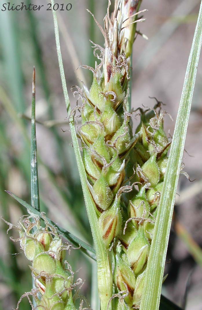 Female spikes of Hall's Sedge, Oregon Sedge: Carex halliana (Synonym: Carex oregonensis)