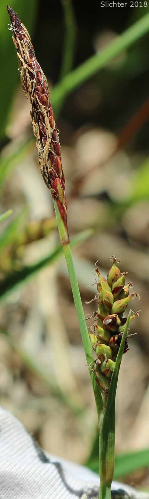 Henderson's Sedge, Timber Sedge: Carex hendersonii