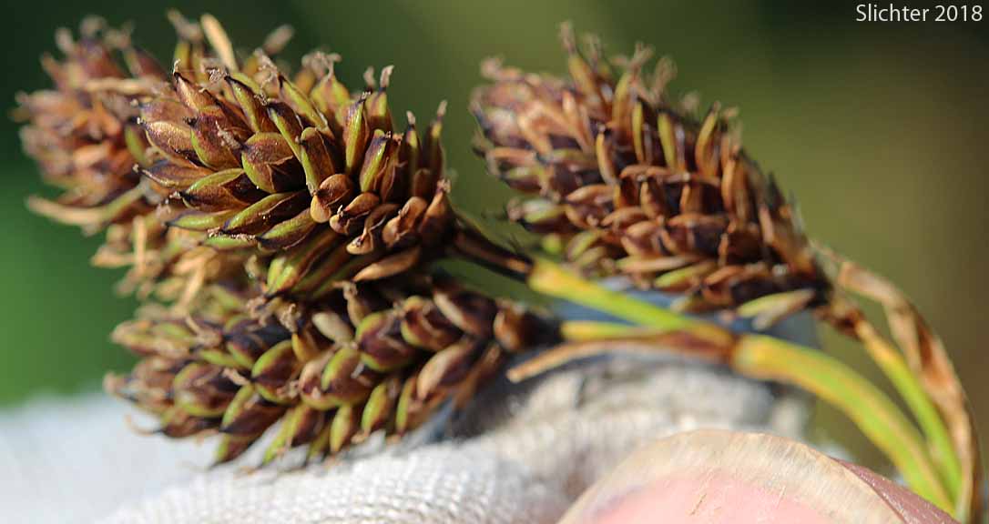 Blackened Sedge, Different-nerve Sedge, Different-nerved Sedge, Smooth-fruit Sedge: Carex heteroneura (Synonym: Carex atrata, Carex atrata var. erecta, Carex epapillosa, Carex heteronerua var. epapillosa)