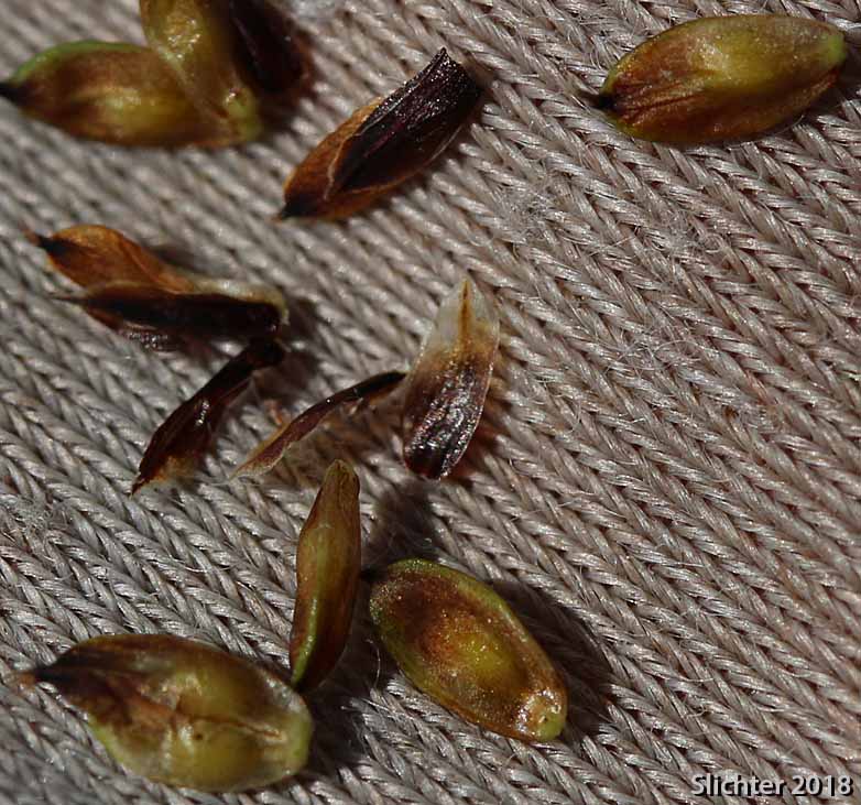 Blackened Sedge, Different-nerve Sedge, Different-nerved Sedge, Smooth-fruit Sedge: Carex heteroneura (Synonym: Carex atrata, Carex atrata var. erecta, Carex epapillosa, Carex heteronerua var. epapillosa)