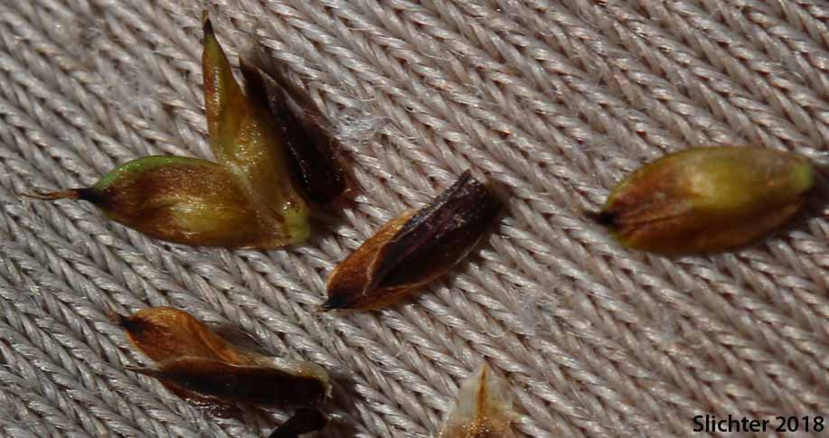 Blackened Sedge, Different-nerve Sedge, Different-nerved Sedge, Smooth-fruit Sedge: Carex heteroneura (Synonym: Carex atrata, Carex atrata var. erecta, Carex epapillosa, Carex heteronerua var. epapillosa)