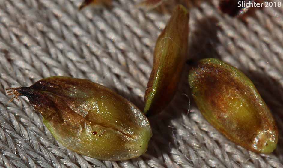 Blackened Sedge, Different-nerve Sedge, Different-nerved Sedge, Smooth-fruit Sedge: Carex heteroneura (Synonym: Carex atrata, Carex atrata var. erecta, Carex epapillosa, Carex heteronerua var. epapillosa)