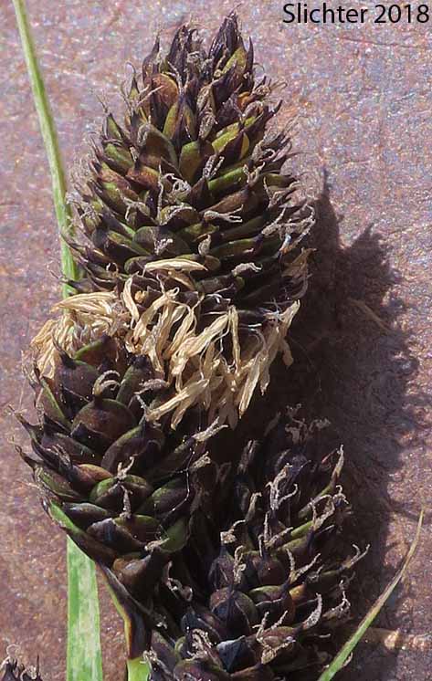 Blackened Sedge, Different-nerve Sedge, Different-nerved Sedge, Smooth-fruit Sedge: Carex heteroneura (Synonym: Carex atrata, Carex atrata var. erecta, Carex epapillosa, Carex heteronerua var. epapillosa)
