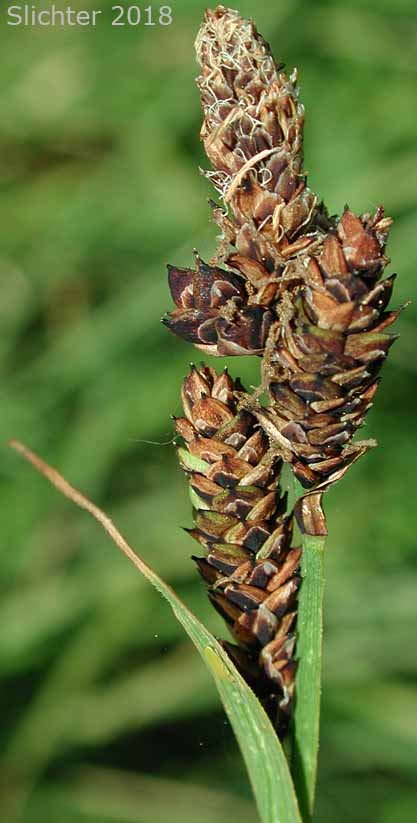 Blackened Sedge, Different-nerve Sedge, Different-nerved Sedge, Smooth-fruit Sedge: Carex heteroneura (Synonym: Carex atrata, Carex atrata var. erecta, Carex epapillosa, Carex heteronerua var. epapillosa)