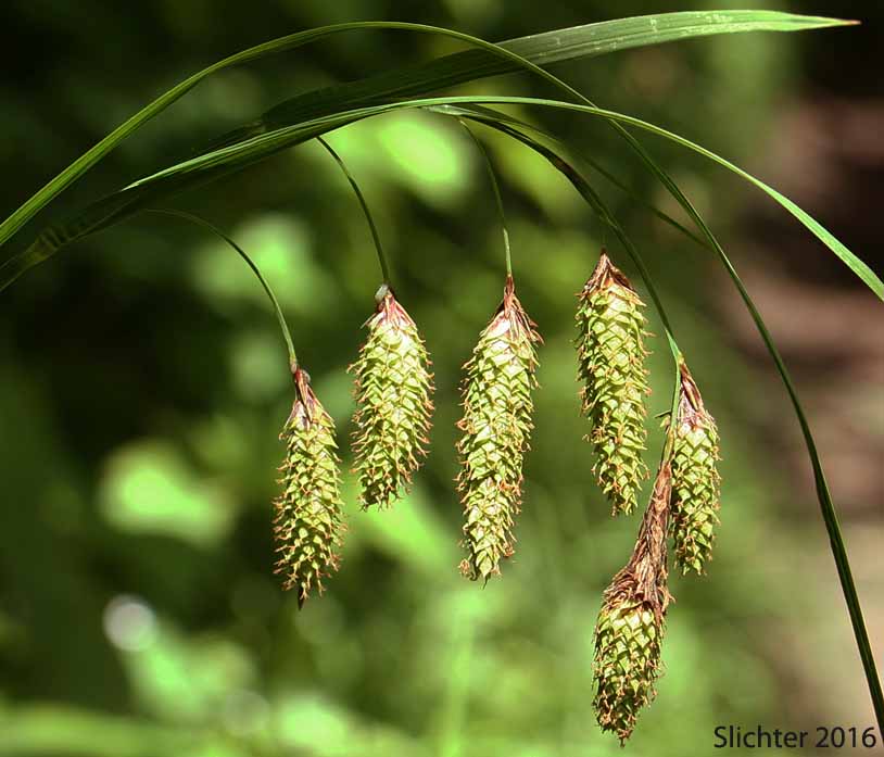 Merten's Sedge: Carex mertensii (Synonym: Carex columbiana)