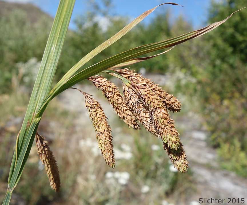 Merten's Sedge: Carex mertensii (Synonym: Carex columbiana)