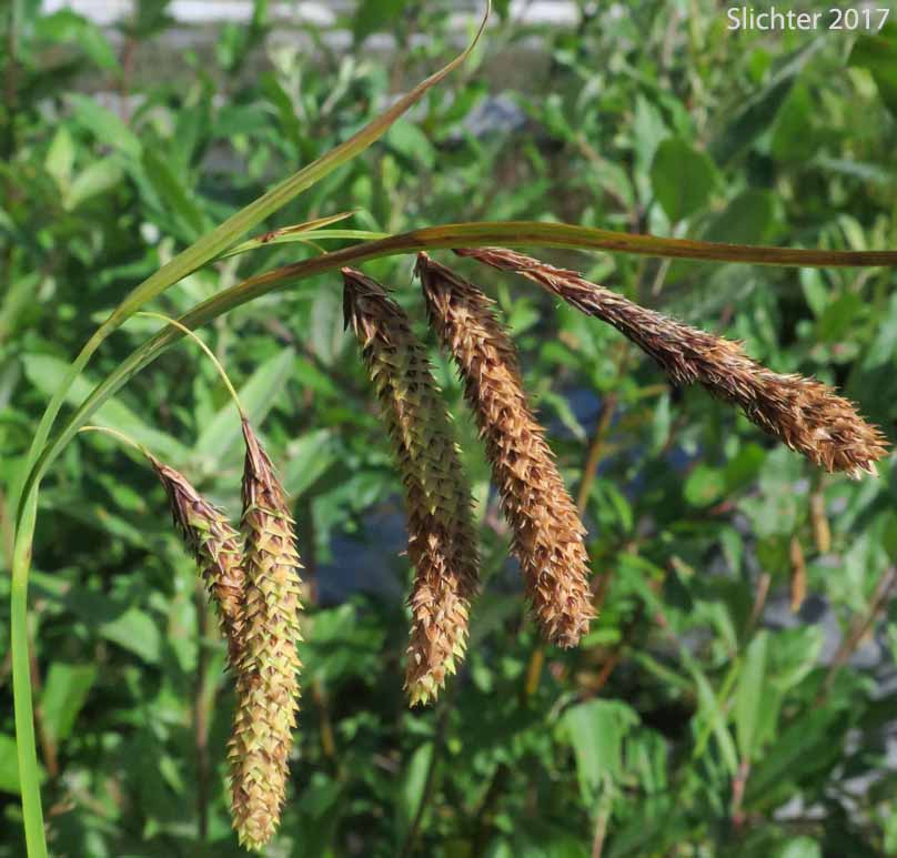 Merten's Sedge: Carex mertensii (Synonym: Carex columbiana)