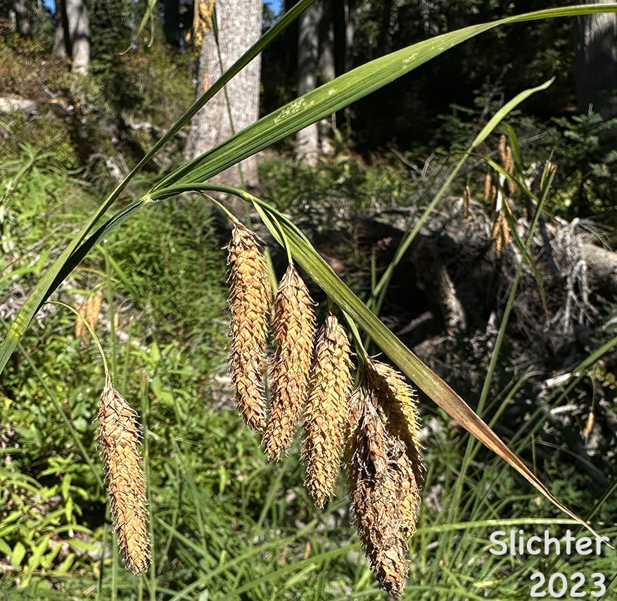 Merten's Sedge: Carex mertensii (Synonym: Carex columbiana)