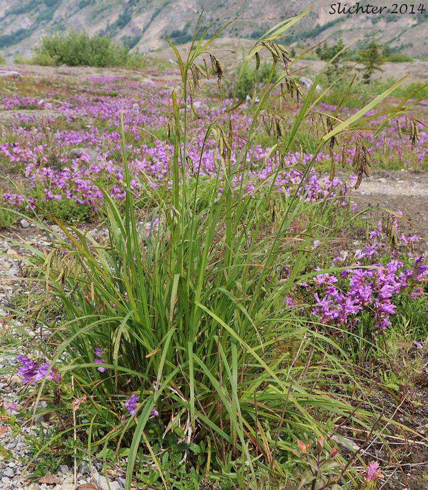 Merten's Sedge: Carex mertensii (Synonym: Carex columbiana)
