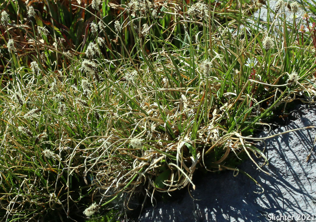 Black Alpine Sedge: Carex nigricans