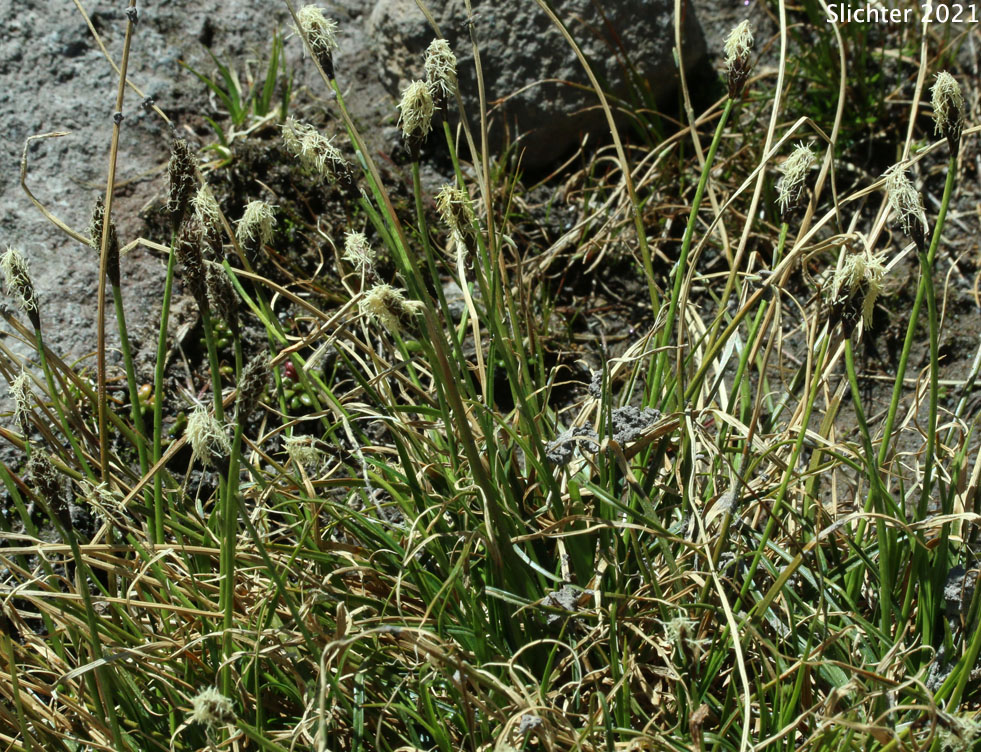 Black Alpine Sedge: Carex nigricans